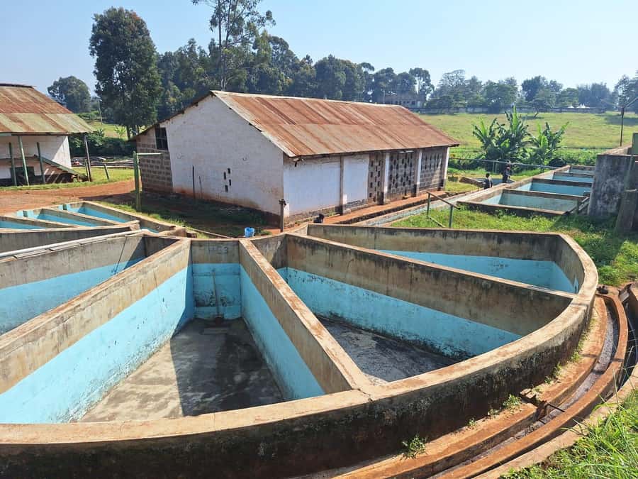 Nairobi: Coffee farm tour with pick up - Coffee tasting: reading Kenya flavors like citrus, berry, and chocolate