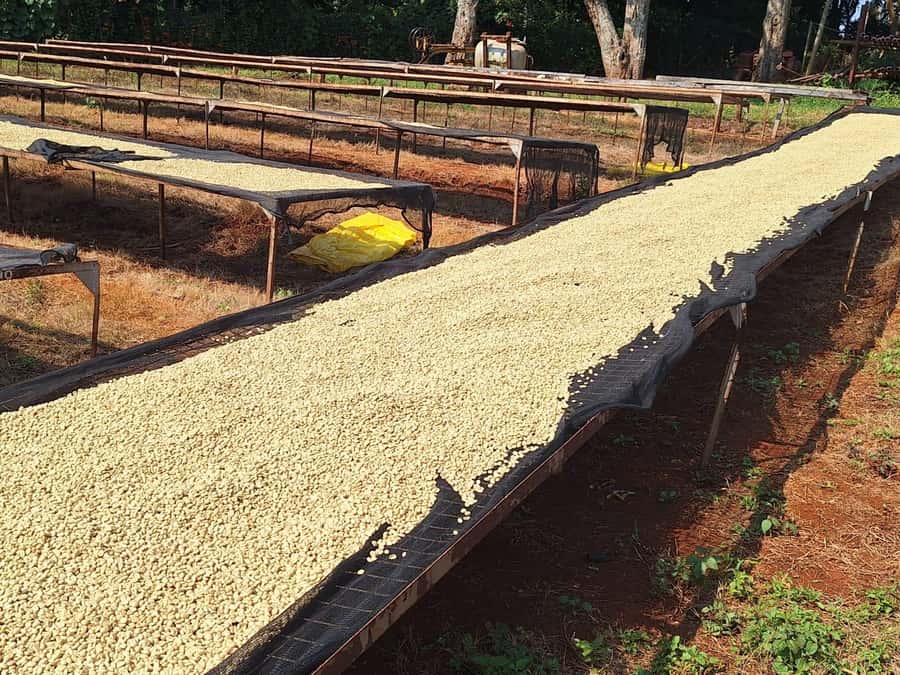 Nairobi: Coffee farm tour with pick up - Who should book this Nairobi coffee farm tour (and who might not)