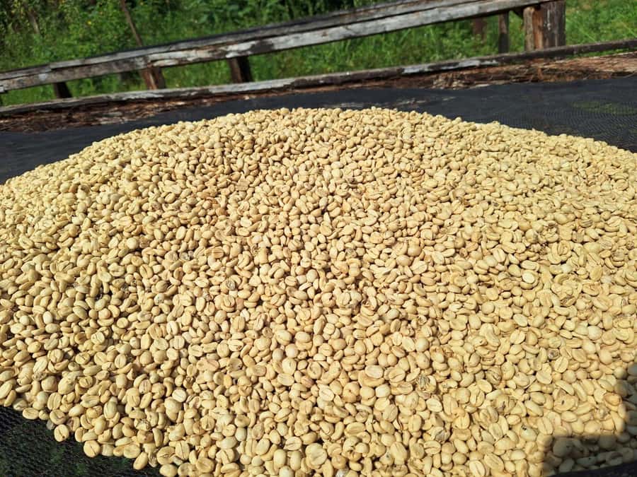 Nairobi: Coffee farm tour with pick up - Walking the coffee fields with agronomists and sustainable farming talk