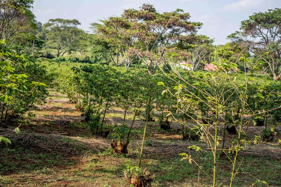 Nairobi: Guided Coffee Farm Tour with Tastings - Key things that make this tour worth your time