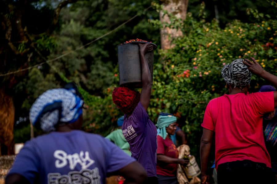 Nairobi: Guided Coffee Farm Tour with Tastings - A 3-hour Nairobi coffee lesson with real, usable takeaways