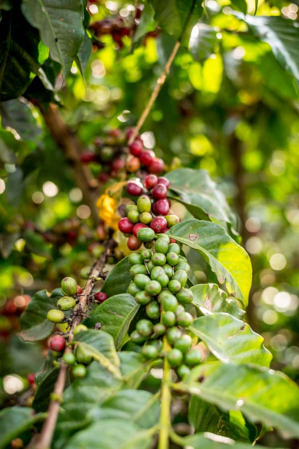 Nairobi: Guided Coffee Farm Tour with Tastings - On the farm walk: varieties, cherries, and how farmers think about quality