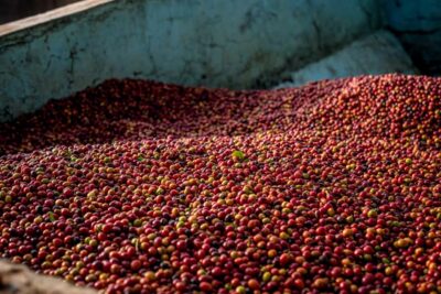 Nairobi: Guided Coffee Farm Tour with Tastings - Pickup and transfers with Patrick Solomon: more than a ride