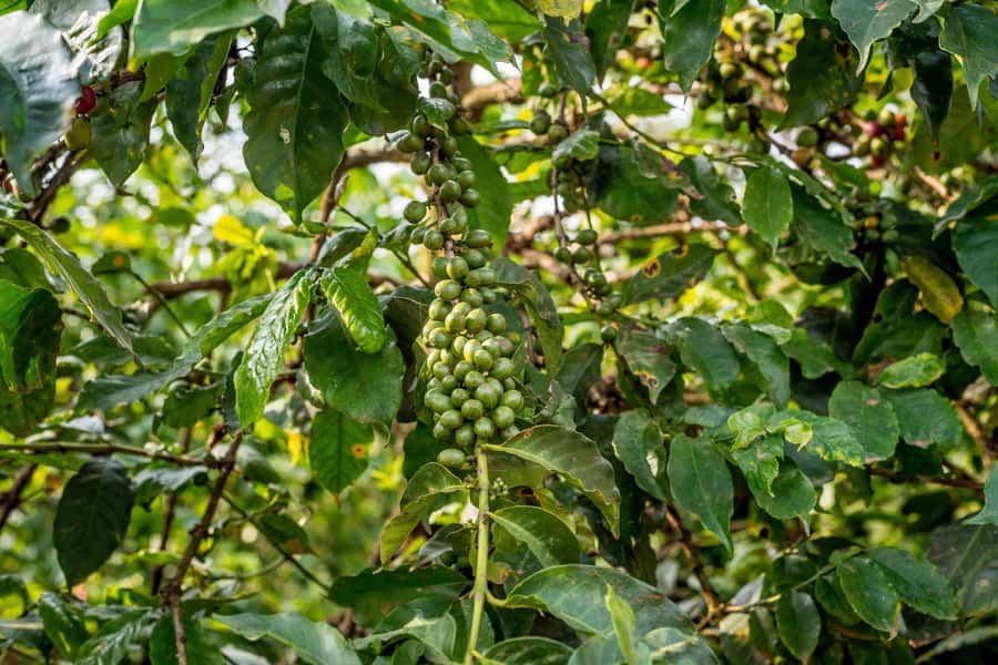 Nairobi: Guided Coffee Farm Tour with Tastings - What you’ll understand about coffee after this day