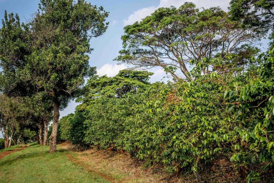 Nairobi: Guided Coffee Farm Tour with Tastings - Practical tips before you go