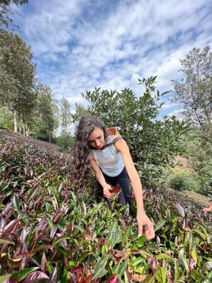 Nairobi: Purple Tea Farm Gatura Greens Day Trip - Key highlights you’ll care about