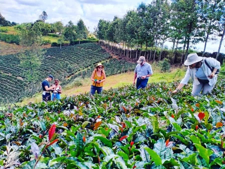 Nairobi: Purple Tea Farm Gatura Greens Day Trip - Tea origins and tasting ceremony: how the purple tea lesson lands
