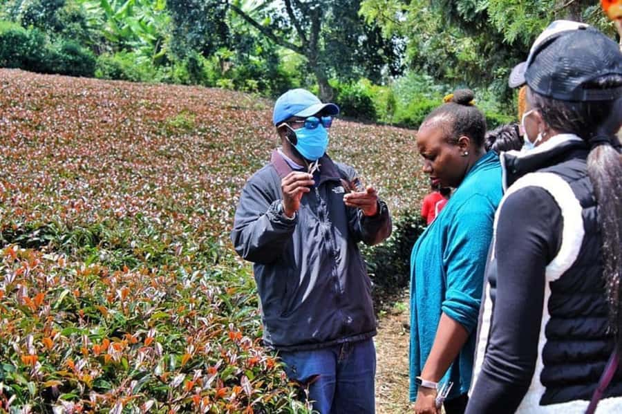 Nairobi: Purple Tea Farm Gatura Greens Day Trip - Lunch at the farmhouse: farm-fresh food with tea in the mix