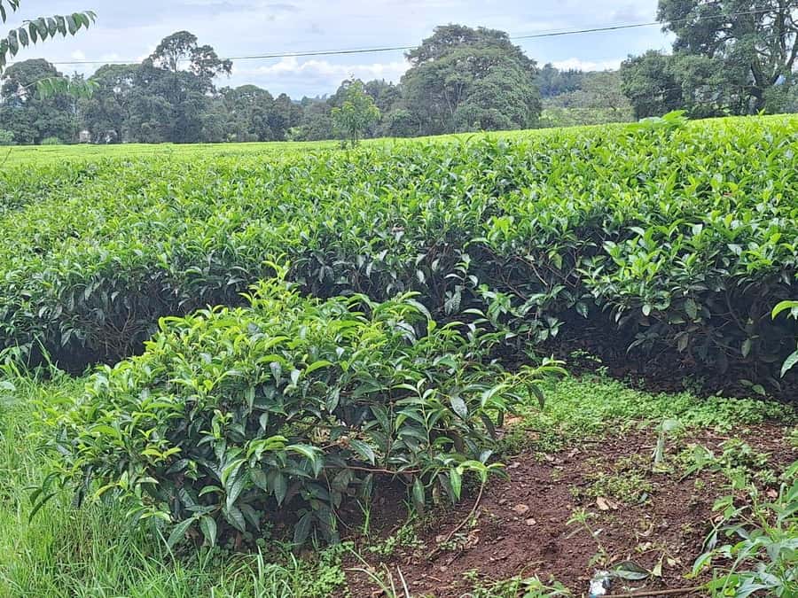 Nairobi: Tea Farm Day Trip with Lunch at kiambethu - Why Kiambethu Tea Farm Works as a Nairobi Day Trip