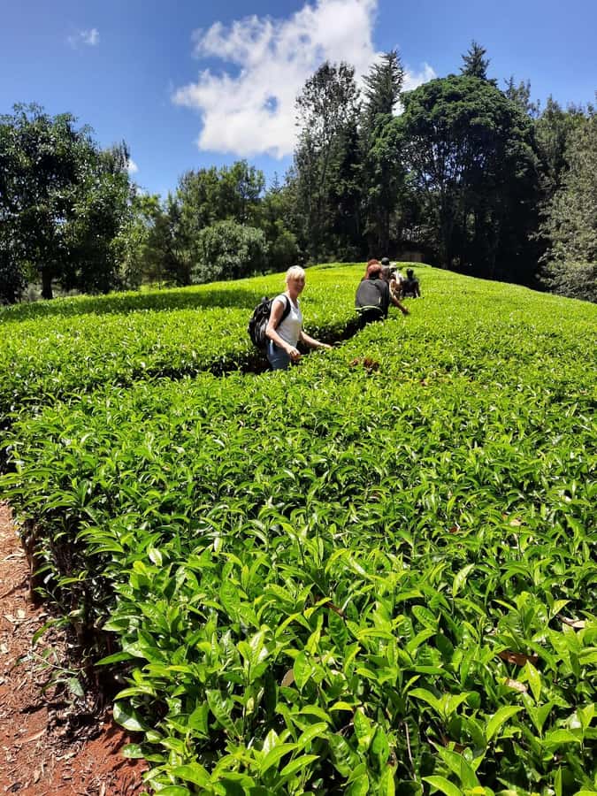 Nairobi: Tea Farm Day Trip with Lunch at kiambethu - Tea Fields and Purple Tea: What the Farm Tour Really Teaches