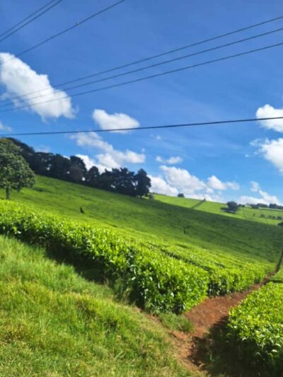 Nairobi: Tea Farm Day Trip with Lunch at kiambethu - How the Day Unfolds: 11:00 AM Tea Welcome to Bonfire Wrap-Up