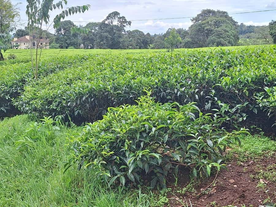Nairobi: Tea Farm Day Trip with Lunch at kiambethu - Tea Picking and Orthodox Tea-Making: Hands-On Skills You Can Take Home
