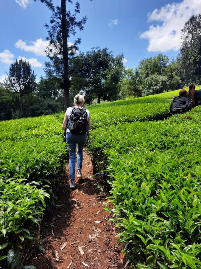 Nairobi: Tea Farm Day Trip with Lunch at kiambethu - Price and Value: The $44 Base Plus the Cash Entry Fee