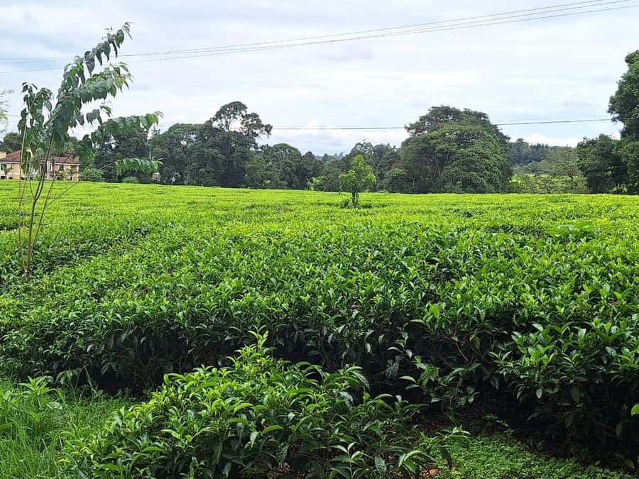 Nairobi: Tea Farm Day Trip with Lunch at kiambethu - Getting There: Pickup Timing and Language Fit Matter
