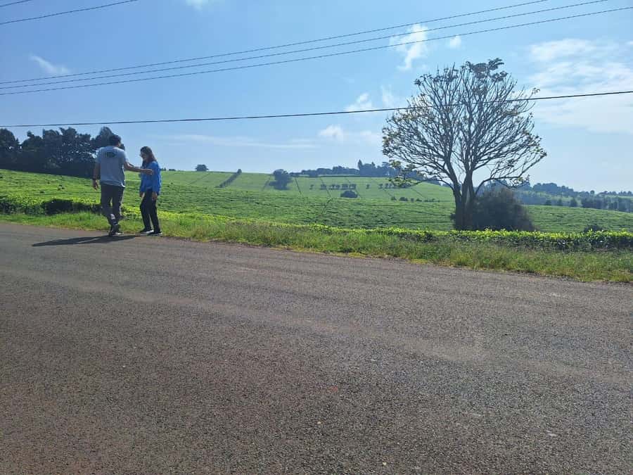 Nairobi: Tea Farm Day Trip with Lunch at kiambethu - What to Bring (and What to Skip) for a Smooth Tea Day