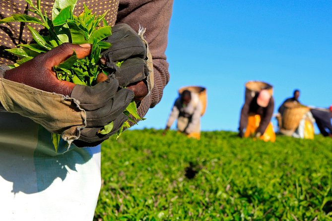 Nairobi to Kiambethu Tea Farm Tour - Why Kiambethu Tea Farm feels like the right Nairobi day trip