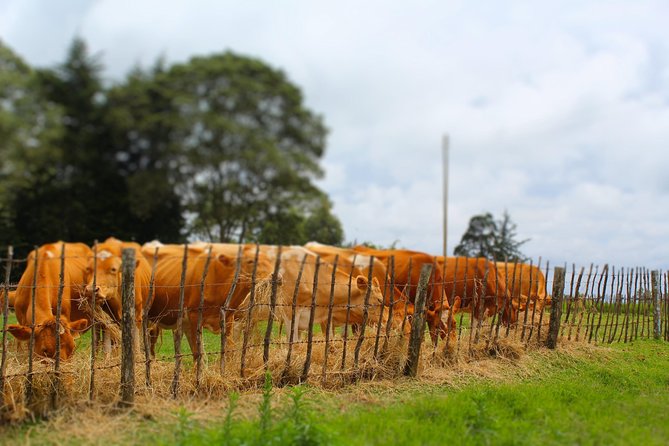 Nairobi to Kiambethu Tea Farm Tour - Gardens, birds, and a slower pace that still feels full