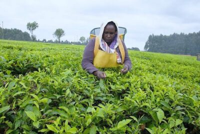 Nairobi to Kiambethu Tea Farm Tour - The morning tea talk: history plus how tea becomes a cup
