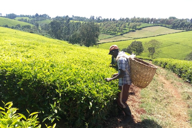 Nairobi to Kiambethu Tea Farm Tour - Tea packs for sale: bringing home a small piece of Kiambethu