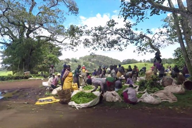 Nairobi to Kiambethu Tea Farm Tour - Price and value: what $108 includes and why it can make sense
