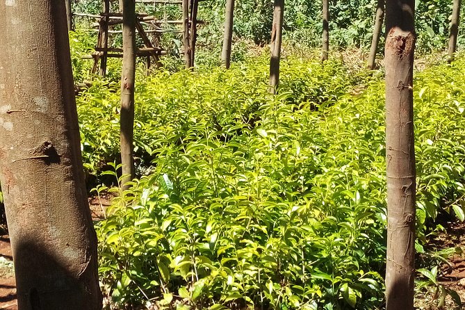 Nairobi to Kiambethu Tea Farm Tour - Who should book this tour (and who might skip it)