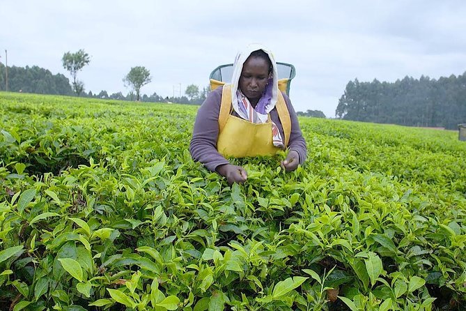 Nairobi to Kiambethu Tea Farm Tour - The morning tea talk: history plus how tea becomes a cup