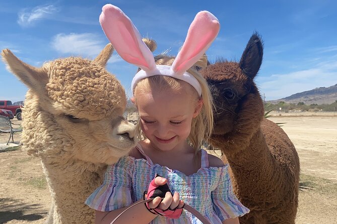 Nature Health Farms Alpaca Farm Petting Zoo Pahrump Death Valley - Key Highlights You Should Know Before You Go