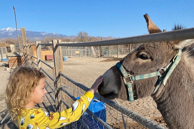 Nature Health Farms Alpaca Farm Petting Zoo Pahrump Death Valley - Nature Health Farms: A Pahrump Petting Zoo With a Whimsical Twist