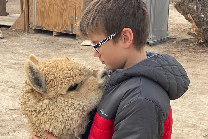 Nature Health Farms Alpaca Farm Petting Zoo Pahrump Death Valley - Where It Fits on a Nevada Road Trip (Vegas, Death Valley, Ash Meadows)