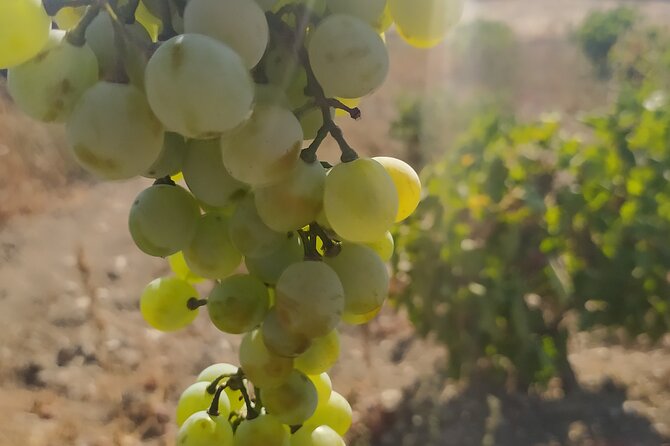 Naxos Farm Experience and cheese making - Key Things to Know Before You Go