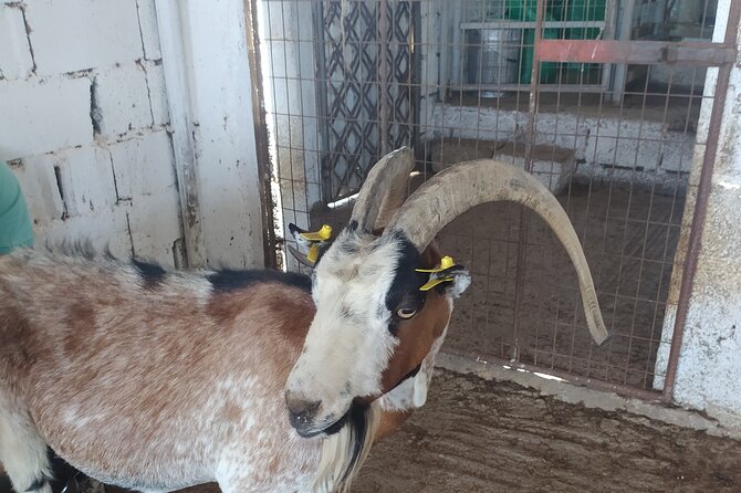 Naxos Farm Experience and cheese making - From Mercedes Pickup to a Family Farm in Naxos
