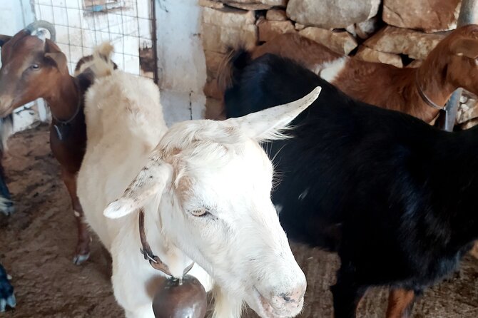 Naxos Farm Experience and cheese making - FAQ