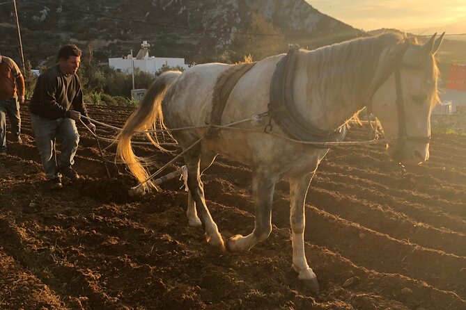 Naxos Perivoli Farm Experience & Wood-fire Cooking Class - Key things to know before you go
