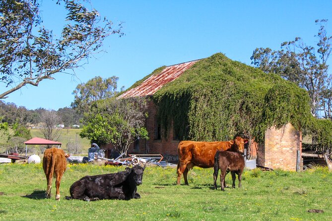 Newcastle: Country Towns River & Farm Tour with BBQ - Newcastle Countryside: 8 Hours, a Small Group, and Why the Drive Matters