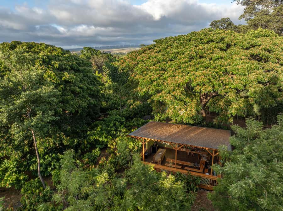 Oahu: Chocolate Farm Tour with Tasting - Kamananui Cacao - The 90 Minutes on the Farm: What You’ll Actually Do