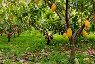 Oahu: Chocolate Farm Tour with Tasting - Kamananui Cacao - What You Learn About Cacao and Chocolate (Without the Confusion)