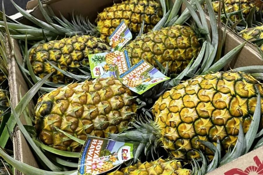 Oahu: North Shore Dole Pineapple Farm Tour - Key highlights at a glance