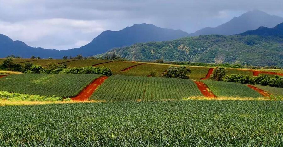 Oahu: North Shore Dole Pineapple Farm Tour - Greenworld Coffee Farms: why the coffee stop isn’t just a break