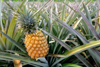 Oahu: North Shore Dole Pineapple Farm Tour - Getting to Wahiawa: early pickup, air-conditioning, and what to bring
