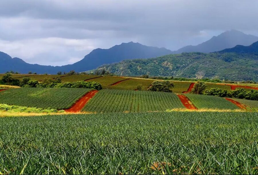 Oahu: North Shore Dole Pineapple Farm Tour - King Kamehameha Statue: a familiar end point to anchor the day