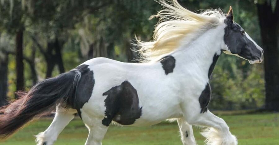 Ocala: Gypsy Gold Horse Farm Guided Walking Tour - Key highlights you’ll feel fast