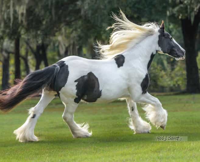 Ocala: Gypsy Gold Horse Farm Guided Walking Tour - Gypsy Gold Horse Farm in Ocala: what you’re really signing up for