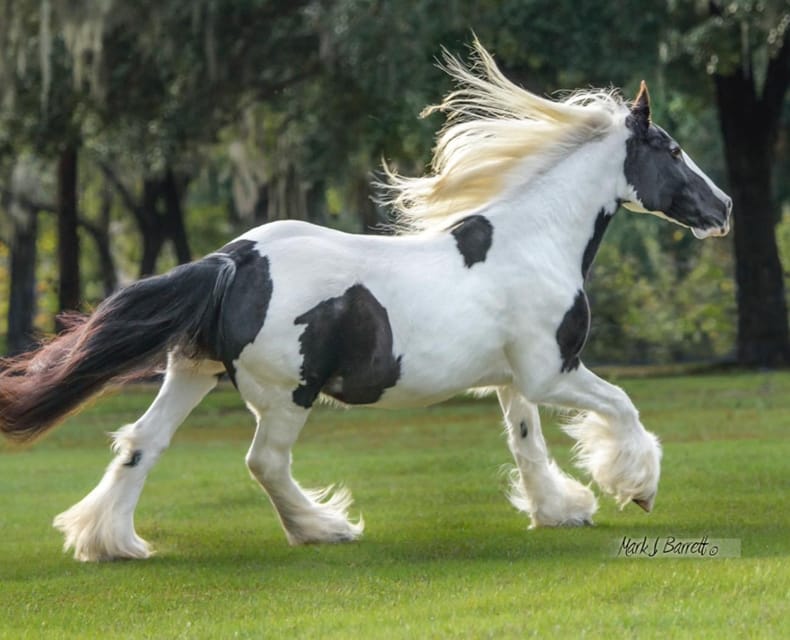 Ocala: Gypsy Gold Horse Farm Guided Walking Tour - The guided walk: horses, mules, donkeys, and parrots you can actually meet