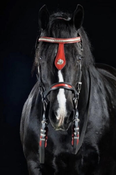Ocala: Gypsy Gold Horse Farm Guided Walking Tour - The first 10 minutes: Dennis Thompson and the Gypsy Vanner origin story