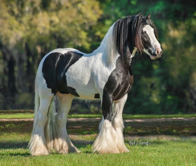 Ocala: Gypsy Gold Horse Farm Guided Walking Tour - Feeding rules and carrots: what you need to bring (and what you don’t)