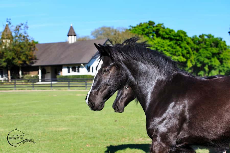 Ocala: Gypsy Gold Horse Farm Horses & History Tour - Key Takeaways Before You Go
