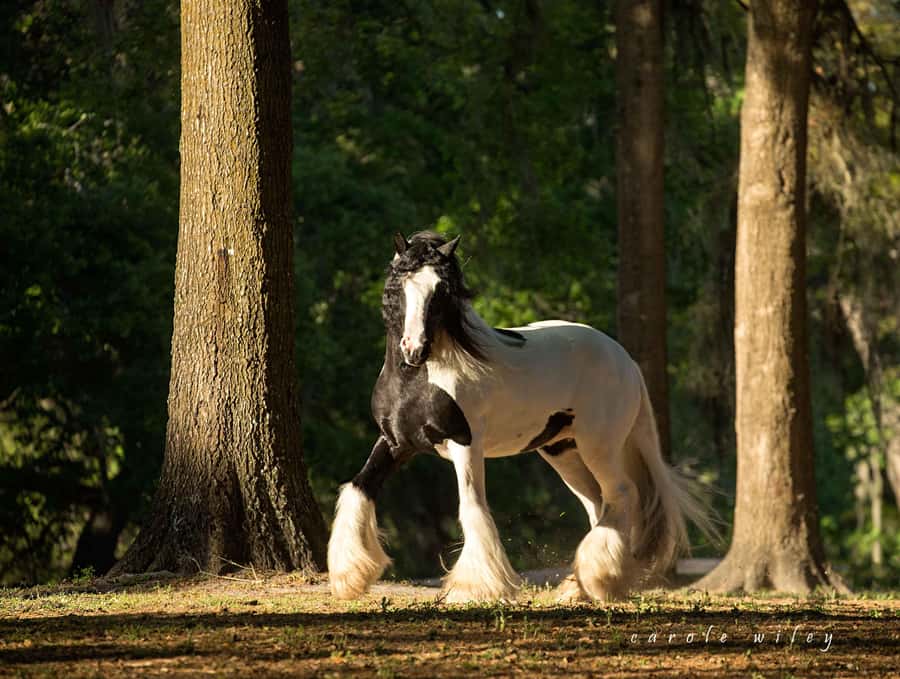 Ocala: Gypsy Gold Horse Farm Horses & History Tour - Gypsy Gold in Ocala: Why this horse farm feels different