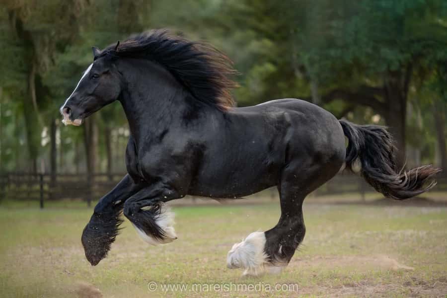 Ocala: Gypsy Gold Horse Farm Horses & History Tour - The 2-hour Horses & History tour, step by step