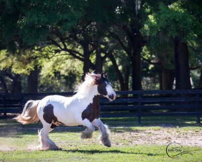 Ocala: Gypsy Gold Horse Farm Horses & History Tour - The Gypsy Vanner story: Culture, horses, and the first 16