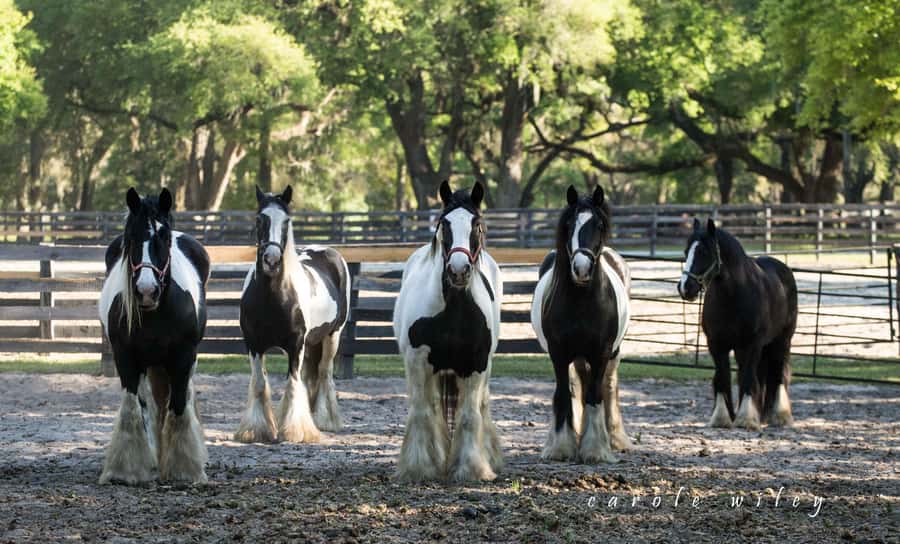 Ocala: Gypsy Gold Horse Farm Horses & History Tour - The farm itself: 40 acres, animals close up, and what to watch for